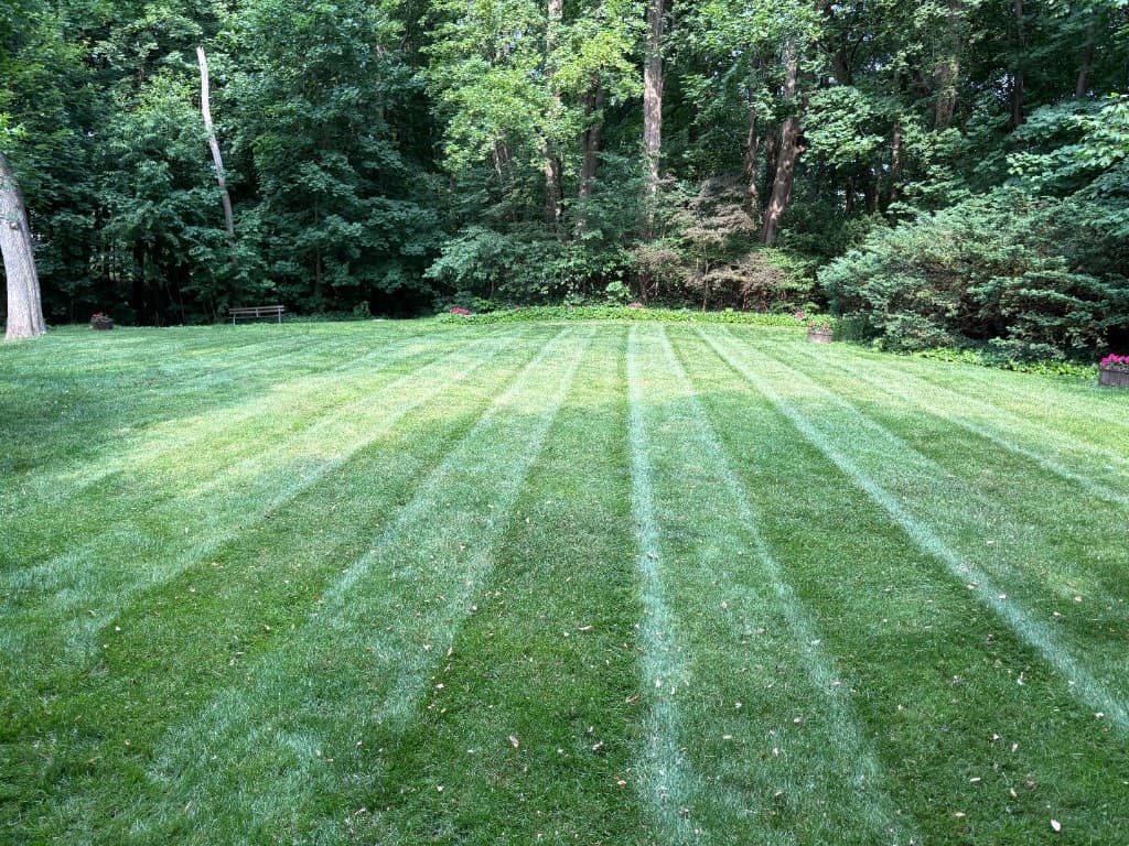 Professionally striped lawn